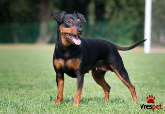 Ράτσα: Πίντσερ - Pinscher | Ηλικία: 4 μηνών | Φύλο: Θηλυκό | Αρ. Microchip: 0 | Περιοχή: Παλαιό Φάληρο, Αττική