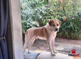 Ράτσα: Ελληνικός Ποιμενικός - Greek Shepherd | Ηλικία: 1 έτους | Φύλο: Αρσενικό | Αρ. Microchip: 963002100112016 | Ιδιώτης | Περιοχή: Θερμαϊκός, Θεσσαλονίκη