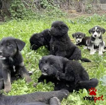 Ράτσα: Άγνωστο - Ημίαιμο | Ηλικία: 2 μηνών | Φύλο: Θηλυκό | Αρ. Microchip: 0000000000000000000000000000000000 | Περιοχή: Διόν Όλυμπος, Μακεδονία