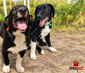 Ράτσα: Λαμπραντόρ - Labrador | Ηλικία: 8 μηνών | Φύλο: Αρσενικό | Αρ. Microchip: 000000000000 | Ημίαιμο | Περιοχή: Άλιμος, Αττική