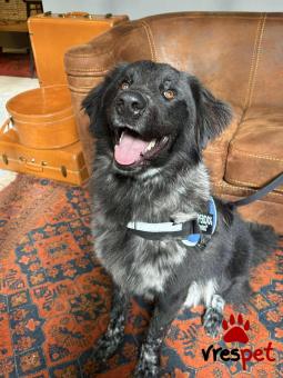 Ράτσα: Κόλι - Collie | Ηλικία: 1 έτους | Φύλο: Αρσενικό | Αρ. Microchip: 0 | Ημίαιμο | Περιοχή: Γλυφάδα, Αττική