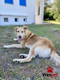 Ράτσα: Κόλι - Collie | Ηλικία: 4 ετών | Φύλο: Θηλυκό | Αρ. Microchip: 693002100038764 | Περιοχή: Βόλος, Θεσσαλία