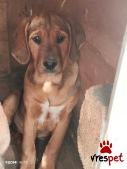 Ράτσα: Άγνωστο - Ημίαιμο | Ηλικία: 4 μηνών | Φύλο: Θηλυκό | Αρ. Microchip: 0000000000000000000000000000000000 | Περιοχή: Διόν Όλυμπος, Μακεδονία