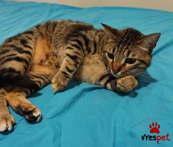 Ράτσα: Άγνωστο - Ημίαιμο | Ηλικία: 1 έτους | Φύλο: Αρσενικό | Αρ. Microchip: 000000000 | Περιοχή: Πετρούπολη, Αττική