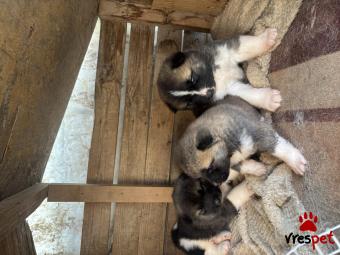 Ράτσα: Ακίτα Γιαπωνέζικος - Akita inu | Ηλικία: 2 μηνών | Φύλο: Αρσενικό | Αρ. Microchip: ISO11***/* | Περιοχή: Λουτράκι Περαχώρα, Πελλοπόνησος