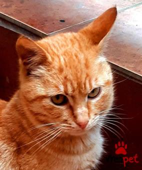 Ράτσα: Άγνωστο - Ημίαιμο | Ηλικία: 8 μηνών | Φύλο: Αρσενικό | Αρ. Microchip: 0 | Περιοχή: Νεάπολη Συκεές, Θεσσαλονίκη