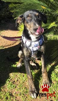 Ράτσα: Άγνωστο - Ημίαιμο | Ηλικία: 5 μηνών | Φύλο: Θηλυκό | Αρ. Microchip: 0 | Ημίαιμο | Περιοχή: Γλυφάδα, Αττική