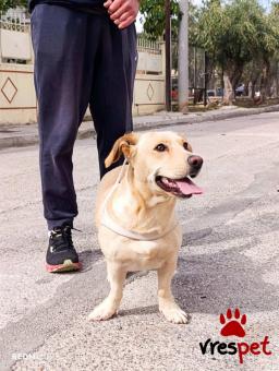 Ράτσα: Άγνωστο - Ημίαιμο | Ηλικία: 1 έτους | Φύλο: Θηλυκό | Αρ. Microchip: 000000000000000000000 | Ημίαιμο | Περιοχή: Χαϊδάρι, Αττική