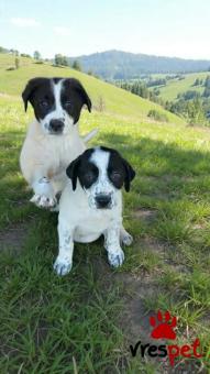 Ράτσα: Ελληνικός Ποιμενικός - Greek Shepherd | Ηλικία: 2 μηνών | Φύλο: Θηλυκό | Αρ. Microchip: 9012362545478 | Ημίαιμο | Περιοχή: Λαυρεωτική, Αττική