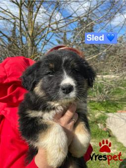 Ράτσα: Άγνωστο - Ημίαιμο | Ηλικία: 2,5 μηνών | Φύλο: Αρσενικό | Αρ. Microchip: 000000000000000 | Περιοχή: Θερμαϊκός, Θεσσαλονίκη