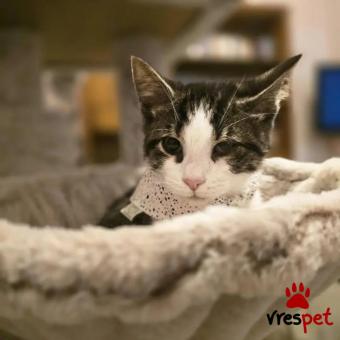 Ράτσα: Άγνωστο - Ημίαιμο | Ηλικία: 4 μηνών | Φύλο: Αρσενικό | Αρ. Microchip: - | Περιοχή: Νέα Σμύρνη, Αττική