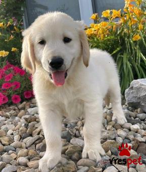Ράτσα: Γκόλντεν Ριτρίβερ - Golden Retriever | Ηλικία: 3 μηνών | Φύλο: Θηλυκό | Αρ. Microchip: 902022019038020 | Ιδιώτης | Εκπαιδευμένο | Pedigree | Περιοχή: Αθήνα, Αττική