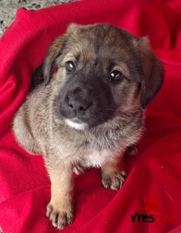 Ράτσα: Γερμανικός ποιμενικός Αλσατίας | Ηλικία: 2,5 μηνών | Φύλο: Αρσενικό | Αρ. Microchip: 0 | Ημίαιμο | Περιοχή: Γλυφάδα, Αττική