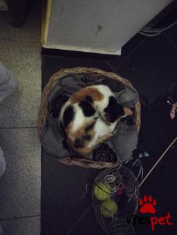 Ράτσα: Άγνωστο - Ημίαιμο | Ηλικία: 3 μηνών | Φύλο: Θηλυκό | Αρ. Microchip: δεν εχει | Ημίαιμο | Βρέθηκε | Περιοχή: Χαλάνδρι, Αττική