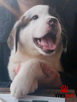 Ράτσα: Άγνωστο - Ημίαιμο | Ηλικία: 2 μηνών | Φύλο: Θηλυκό | Αρ. Microchip: - | Περιοχή: Κιλκίς, Μακεδονία