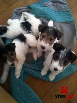 Ράτσα: Φοξ τεριέ - Fox terrier | Ηλικία: 3 μηνών | Φύλο: Αρσενικό | Αρ. Microchip: 985113009870011 | Ιδιώτης | Εκπαιδευμένο | Pedigree | Περιοχή: Αθήνα, Αττική