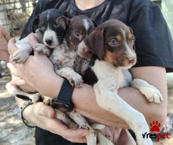 Ράτσα: Άγνωστο - Ημίαιμο | Ηλικία: 4 μηνών | Φύλο: Θηλυκό | Αρ. Microchip: 0000000000000000000 | Περιοχή: Ασπρόπυργος, Αττική