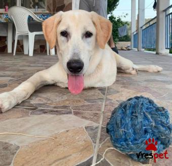 Ράτσα: Λαμπραντόρ - Labrador | Ηλικία: 8 μηνών | Φύλο: Αρσενικό | Αρ. Microchip: .  | Ημίαιμο | Περιοχή: Πειραιάς, Αττική