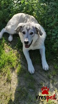 Ράτσα: Άλλη Ράτσα | Ηλικία: 1 έτους | Φύλο: Θηλυκό | Αρ. Microchip: 94000063251425 | Ημίαιμο | Περιοχή: Λαυρεωτική, Αττική