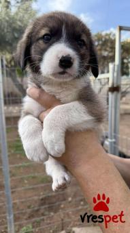 Ράτσα: Άγνωστο - Ημίαιμο | Ηλικία: 2 μηνών | Φύλο: Θηλυκό | Αρ. Microchip: 0 | Ημίαιμο | Περιοχή: Γλυφάδα, Αττική