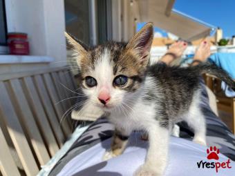 Ράτσα: Άγνωστο - Ημίαιμο | Ηλικία: 2 μηνών | Φύλο: Αρσενικό | Αρ. Microchip: 0000 | Ημίαιμο | 