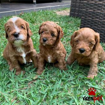 Ράτσα: Λαμπραντόρ - Labrador | Ηλικία: 8 μηνών | Φύλο: Αρσενικό | Αρ. Microchip: 87352806476 | Ιδιώτης | Περιοχή: Αθήνα, Αττική
