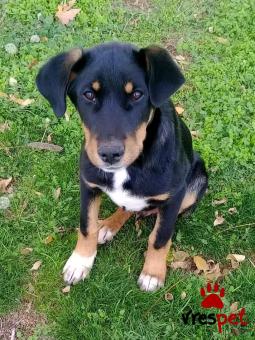 Ράτσα: Άγνωστο - Ημίαιμο | Ηλικία: 1 έτους | Φύλο: Αρσενικό | Αρ. Microchip: - | Περιοχή: Κιλκίς, Μακεδονία