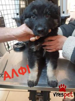 Ράτσα: Ποιμενικός Καυκάσου - Caucasian Sheepdog | Ηλικία: 2,5 μηνών | Φύλο: Αρσενικό | Αρ. Microchip: 900200000098987 | Περιοχή: Λαυρεωτική, Αττική