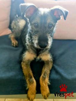 Ράτσα: Άγνωστο - Ημίαιμο | Ηλικία: 5 μηνών | Φύλο: Αρσενικό | Αρ. Microchip: - | Περιοχή: Κιλκίς, Μακεδονία