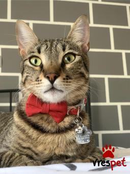 Ράτσα: Άγνωστο - Ημίαιμο | Ηλικία: 3 ετών | Φύλο: Αρσενικό | Αρ. Microchip: 0 | Περιοχή: Καλαμάτα, Πελλοπόνησος