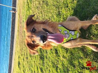 Ράτσα: Άγνωστο - Ημίαιμο | Ηλικία: 1 έτους | Φύλο: Θηλυκό | Αρ. Microchip: 999999999 | Ημίαιμο | Περιοχή: Ηράκλειο, Κρήτη