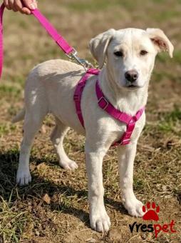 Ράτσα: Άγνωστο - Ημίαιμο | Ηλικία: 4 μηνών | Φύλο: Θηλυκό | Αρ. Microchip: - | Περιοχή: Κιλκίς, Μακεδονία