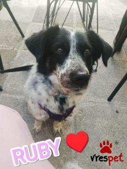 Ράτσα: Άγνωστο - Ημίαιμο | Ηλικία: 2 ετών | Φύλο: Θηλυκό | Αρ. Microchip: 000000000000000000000 | Ημίαιμο | Περιοχή: Χαϊδάρι, Αττική