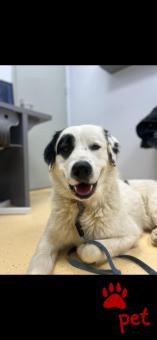 Ράτσα: Άγνωστο - Ημίαιμο | Ηλικία: 1 έτους | Φύλο: Αρσενικό | Αρ. Microchip: 000000000000008 | Περιοχή: Καλύβια Θορικού, Αττική