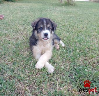 Ράτσα: Ελληνικός Ποιμενικός - Greek Shepherd | Ηλικία: 3 μηνών | Φύλο: Θηλυκό | Αρ. Microchip: - | Ημίαιμο | Περιοχή: Θεσσαλονίκη, Θεσσαλονίκη