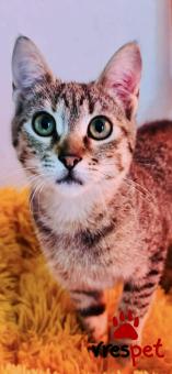 Ράτσα: Άγνωστο - Ημίαιμο | Ηλικία: 5 μηνών | Φύλο: Θηλυκό | Αρ. Microchip: 900182002099629 | Περιοχή: Νίκαια Άγιος Ιωάννης Ρέντης, Αττική