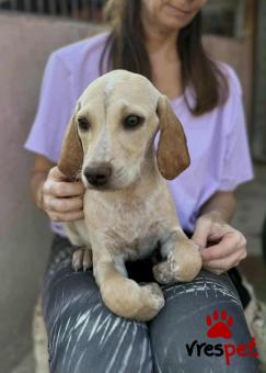 Ράτσα: Άγνωστο - Ημίαιμο | Ηλικία: 3 μηνών | Φύλο: Αρσενικό | Αρ. Microchip: 000000000000008 | Περιοχή: Καλύβια Θορικού, Αττική