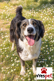 Ράτσα: Κόλι - Collie | Ηλικία: 1 έτους | Φύλο: Θηλυκό | Αρ. Microchip: 0 | Ημίαιμο | Περιοχή: Γλυφάδα, Αττική