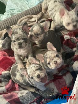 Ράτσα: Γαλλικό Μπουλντόγκ - Bulldog | Ηλικία: 2,5 μηνών | Φύλο: Αρσενικό | Αρ. Microchip: 985113009875956 | Ιδιώτης | Εκπαιδευμένο | Pedigree | Περιοχή: Αθήνα, Αττική