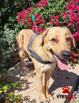 Ράτσα: Λαμπραντόρ - Labrador | Ηλικία: 2 ετών | Φύλο: Αρσενικό | Αρ. Microchip: 0 | Ημίαιμο | Περιοχή: Γλυφάδα, Αττική