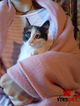 Ράτσα: Άγνωστο - Ημίαιμο | Ηλικία: 2 μηνών | Φύλο: Αρσενικό | Αρ. Microchip: 000000000000000000000 | Ημίαιμο | Περιοχή: Χαϊδάρι, Αττική