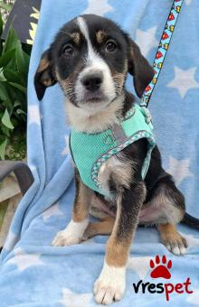 Ράτσα: Άγνωστο - Ημίαιμο | Ηλικία: 3 μηνών | Φύλο: Αρσενικό | Αρ. Microchip: 0 | Ημίαιμο | Περιοχή: Γλυφάδα, Αττική