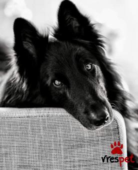 Ράτσα: Βελγικός Ποιμενικός - Belgian Sheepdog | Ηλικία: 3 ετών | Φύλο: Αρσενικό | Αρ. Microchip: 963002100017122 | Για ζευγάρωμα | Περιοχή: Ωρωπός, Αττική