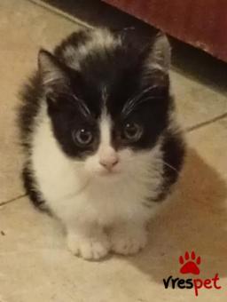 Ράτσα: Άγνωστο - Ημίαιμο | Ηλικία: 2 μηνών | Φύλο: Αρσενικό | Αρ. Microchip: 000000000000000000000 | Ημίαιμο | Περιοχή: Χαϊδάρι, Αττική