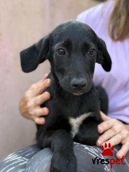 Ράτσα: Άγνωστο - Ημίαιμο | Ηλικία: 3 μηνών | Φύλο: Θηλυκό | Αρ. Microchip: 000000000000008 | Περιοχή: Καλύβια Θορικού, Αττική