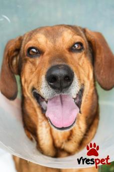 Ράτσα: Άγνωστο - Ημίαιμο | Ηλικία: 5+ | Φύλο: Αρσενικό | Αρ. Microchip: - | Περιοχή: Νέα Σμύρνη, Αττική