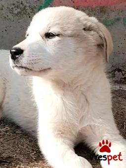 Ράτσα: Άγνωστο - Ημίαιμο | Ηλικία: 3 μηνών | Φύλο: Θηλυκό | Αρ. Microchip: - | Περιοχή: Κιλκίς, Μακεδονία