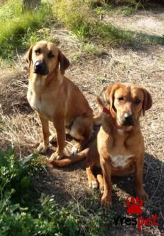 Ράτσα: Μπόξερ - Boxer | Ηλικία: 2 ετών | Φύλο: Θηλυκό | Αρ. Microchip: 900115000701514 | Περιοχή: Χαϊδάρι, Αττική