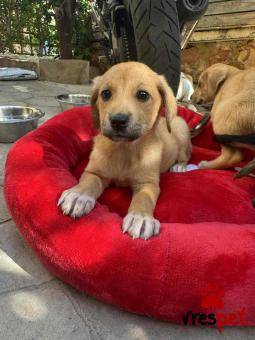 Ράτσα: Άγνωστο - Ημίαιμο | Ηλικία: 2 μηνών | Φύλο: Θηλυκό | Αρ. Microchip: 000000000000008 | Περιοχή: Καλύβια Θορικού, Αττική