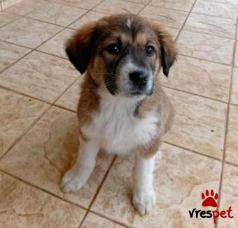 Ράτσα: Άγνωστο - Ημίαιμο | Ηλικία: 2,5 μηνών | Φύλο: Θηλυκό | Αρ. Microchip: - | Περιοχή: Κιλκίς, Μακεδονία